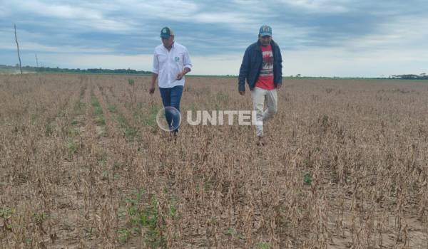 Hay 160.000 hectáreas de soya que aún no se cosecharon y que se pueden perder con la llegada de nuevas lluvias