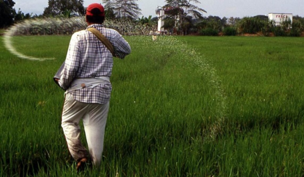 Sector arrocero rechaza el interés del Gobierno por fijar el precio del grano