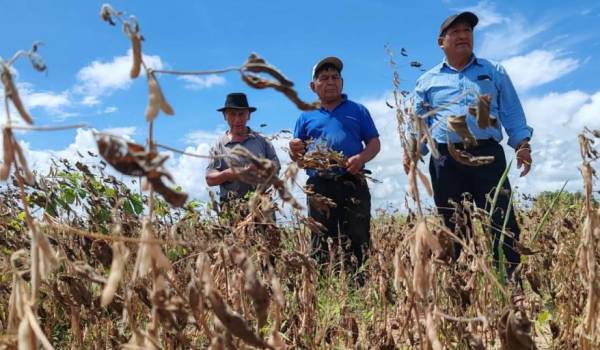 Gobierno reporta pérdida del 40% de la producción agrícola en tres municipios de Santa Cruz a causa de la sequía