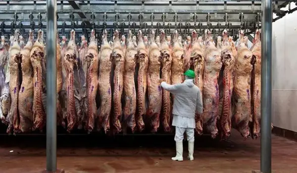 Agropecuarios destacan la apertura del mercado egipcio y señalan que otros países también demandan la carne boliviana