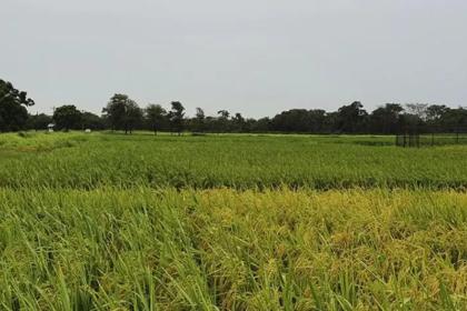 Productores de arroz de Beni se declaran en emergencia por falta de diésel