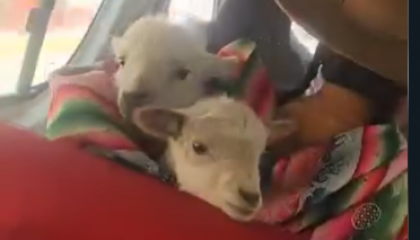 “Dame tu me”: una oveja bebé responde a un pasajero en un minibús