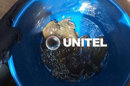 Hallan 27 ranas en peligro de extinción que eran ofrecidas para consumo ‘gourmet’