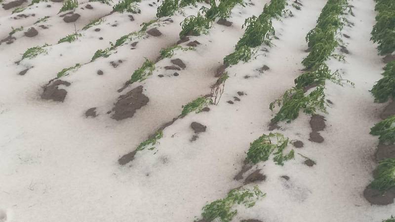 Cultivos afectados por la granizada