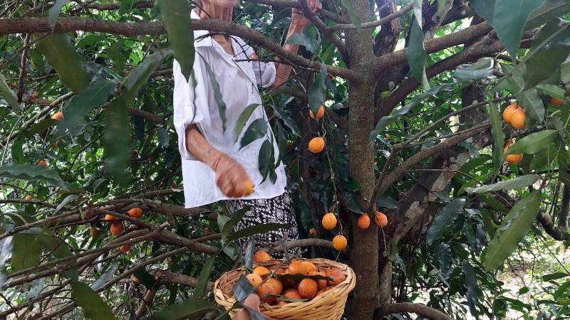 Ana Ramírez Borja, cosechando achachairú. 
