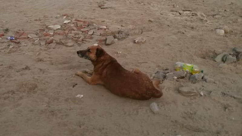 El perro esperando el regreso de sus dueños