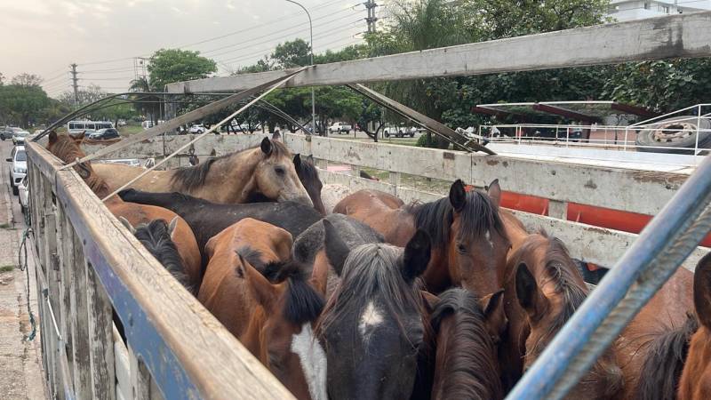 Caballos trasladados en camión. 