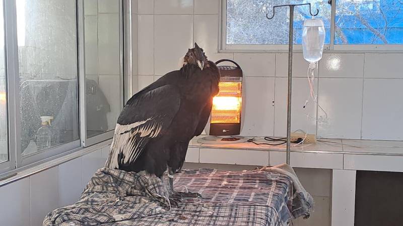 Cóndor andino en recuperación en Bioparque Agroflori.