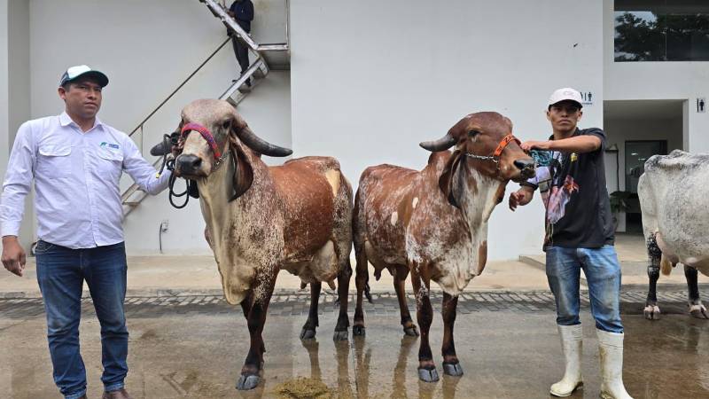 Grandes campeonas de producción de leche Gyr, Agropecruz 2026