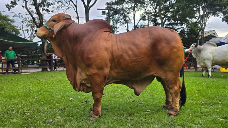 El más pesado de la raza Brahman es Mr. Emir FIV de Stevital