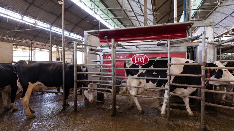 Vacas ingresando a la ordeña automatizada