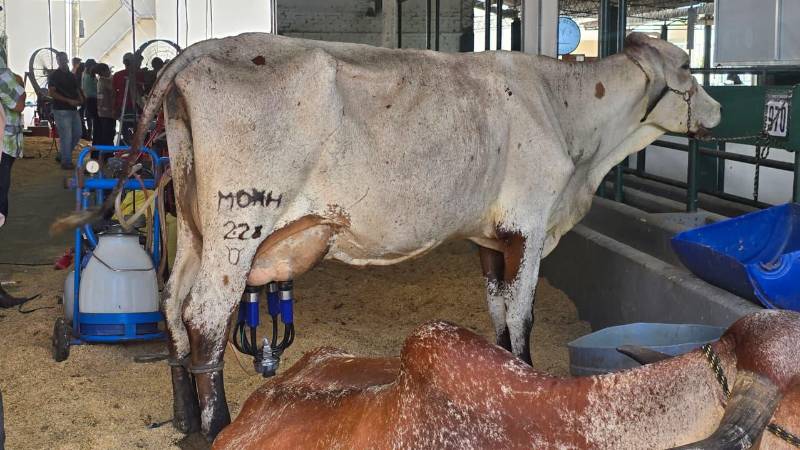 Las razas lecheras tienen una actividad propia en la previa de la feria