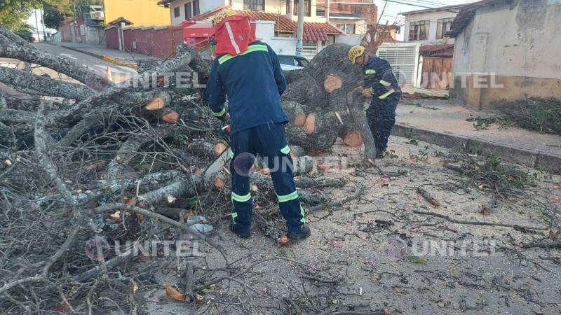 El árbol fue talado para ser retirado de la vía.