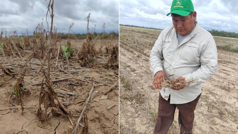 El estrés hídrico golpea a los campos cruceños y los productores urgen la aprobación de biotecnología