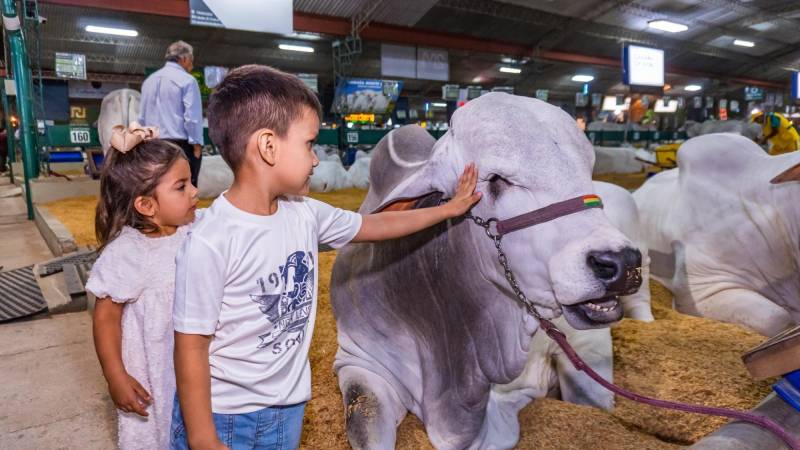 Los bovinos cebuinos, entre los más requeridos por el público infantil