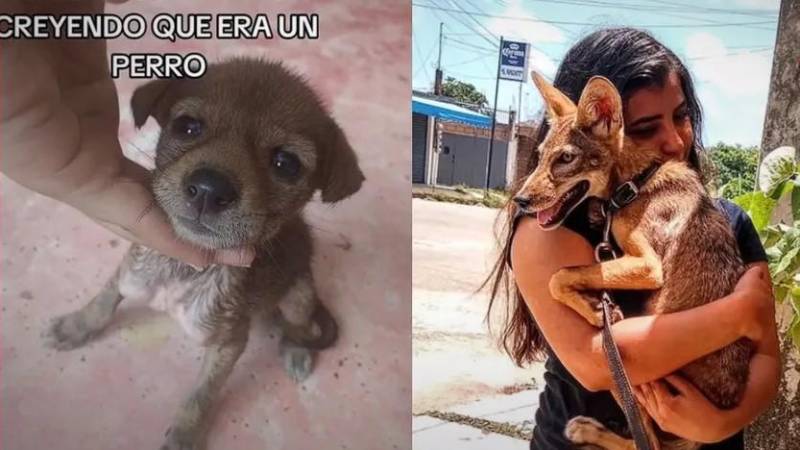 La joven que adoptó al cachorro que luego resultó ser un animal salvaje.