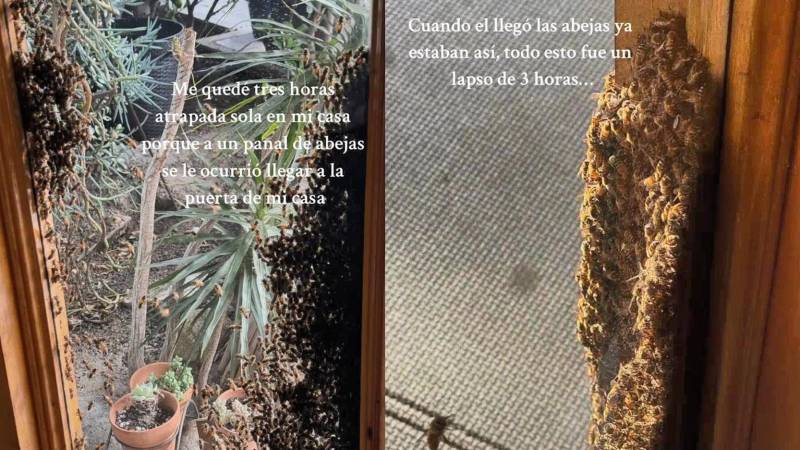 Un panal de abejas invadió la puerta de una casa 