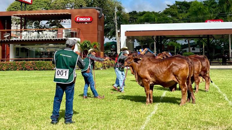 Ejemplares de la raza Sindi que estarán en exposición durante los dias de feria