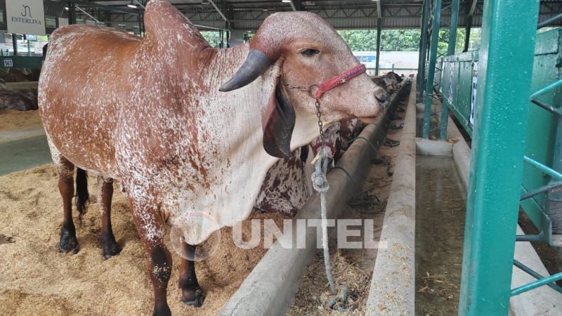 Las razas lecheras también estarán presentes durante los días de feria