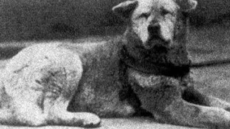 Una foto del perro Hachi