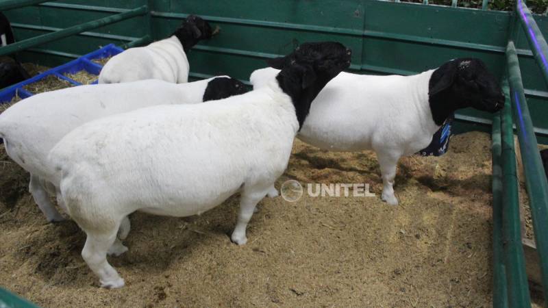 Crece la participación de ovinos en Expocruz con cabañas que apuntan al exterior