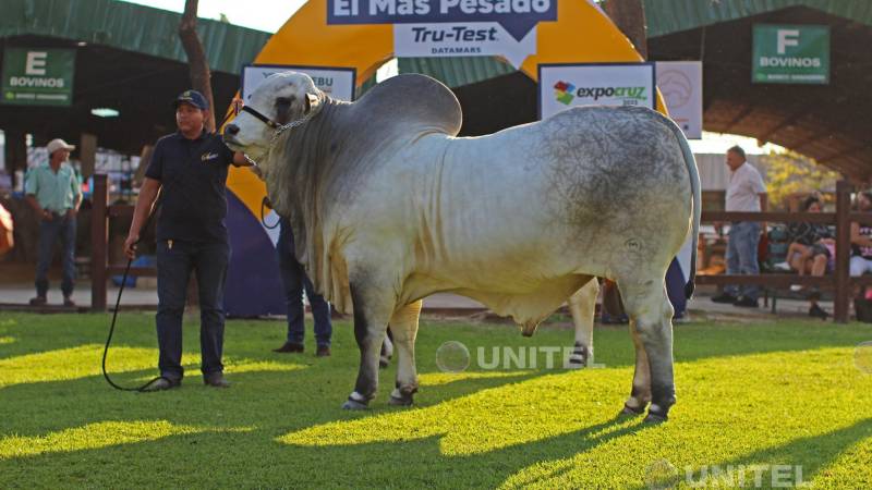 El semental se coronó como el más pesado de la feria al registrar 1.220 kilos en la balanza