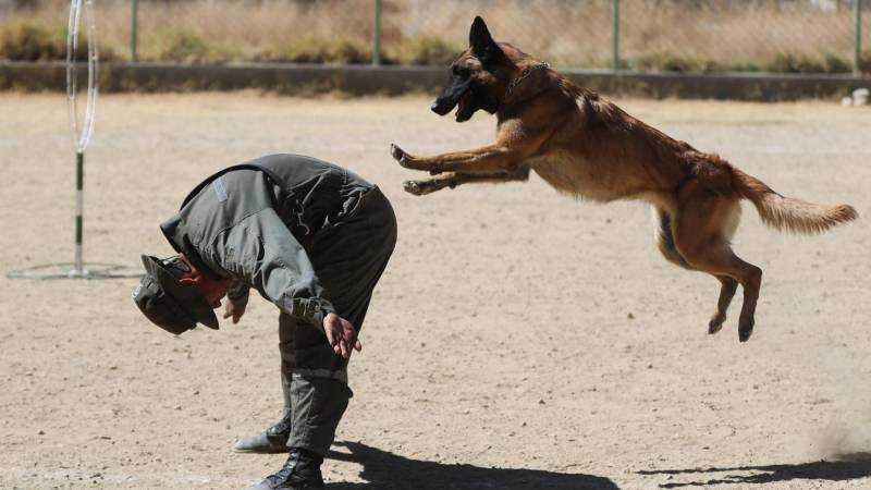 Un instructor entrena con Chocolate, un perro durante una jornada de instrucción en el Centro de Adiestramiento Canes de la Policía Boliviana .