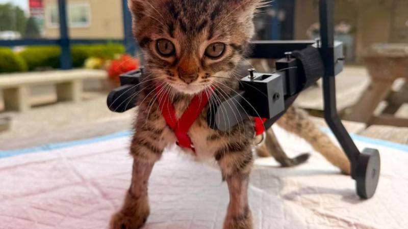 El gato con silla de ruedas en 3D