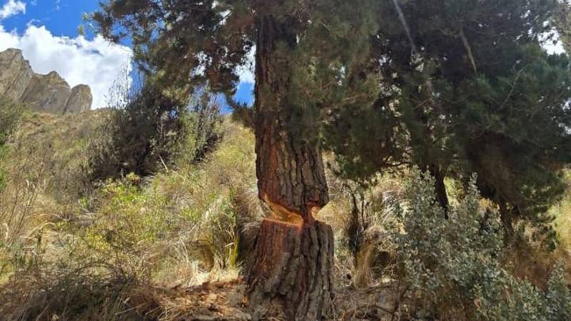 La zona de la tala de áboles en Achumani. 