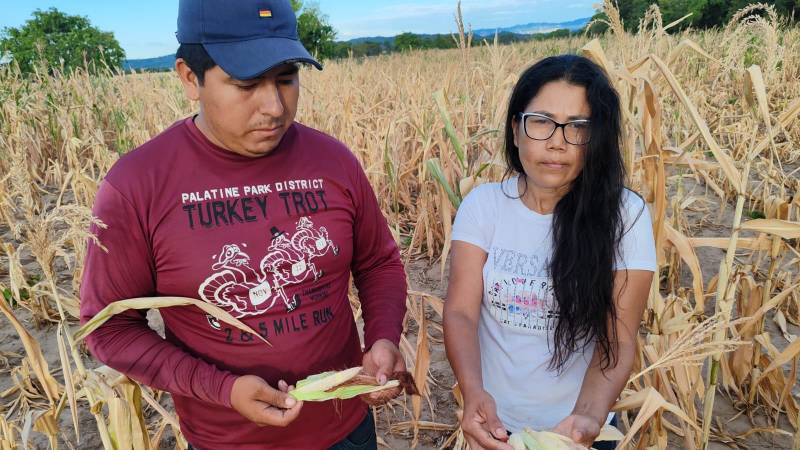 Los productores lamentan las pérdidas.