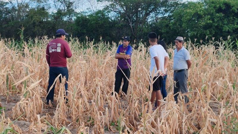 Así lucen las plantaciones de maíz