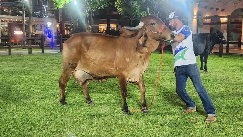 Graciela de Monte Alegre registró el récord nacional de la raza Gyr Lechero
