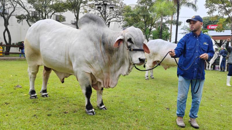 Príncipe FIV Sausalito quedó en segundo lugar en el pesaje