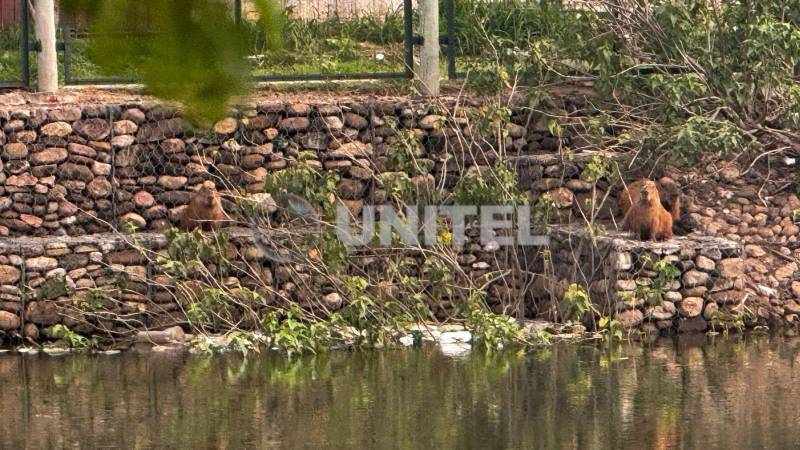 Las capibaras viven en el parque deteriorado