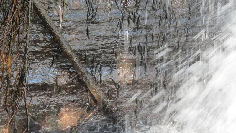 Foto: Discover Wildlife