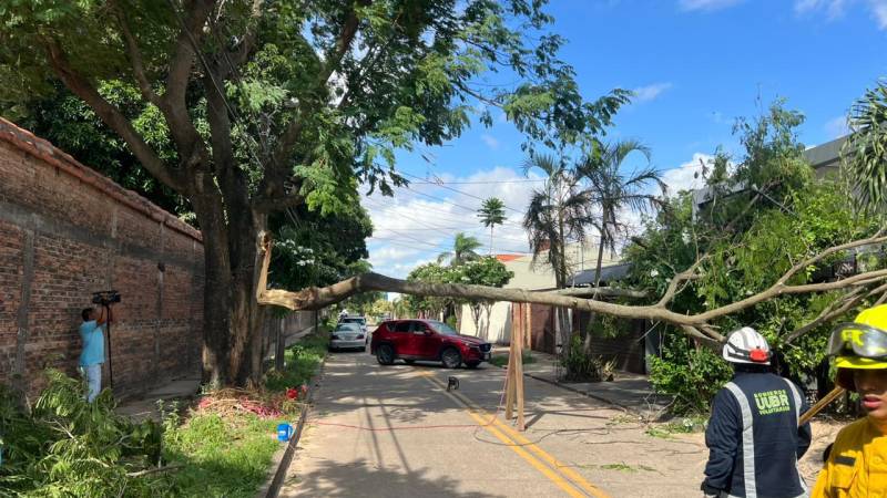 Personal de emergencia realizan labores para retirar parte del árbol que cedió a los vientos.