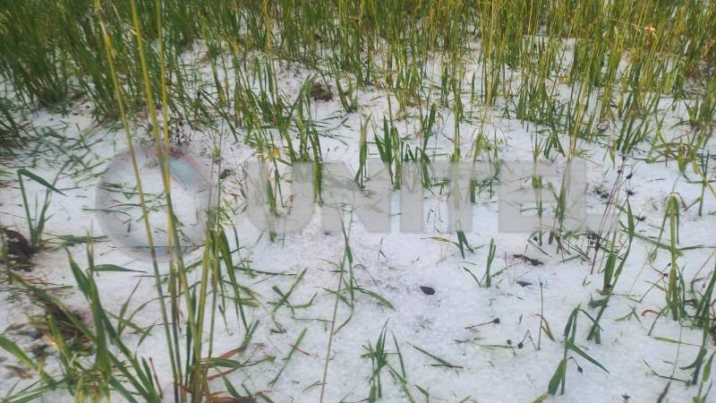 Reportan pérdidas en los sembradìos, tras la granizada.