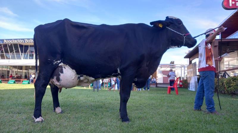 Amanda FIV de Las Maras. también fue protagonista del concurso de producción de leche