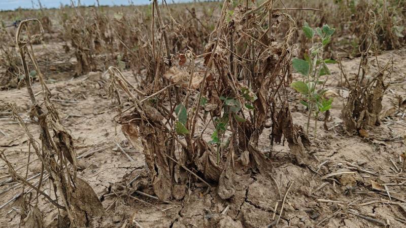 Sequía afectó plantaciones de trigo y maíz. 