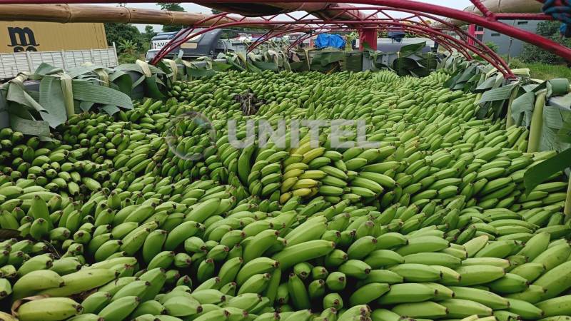 Cerca de diez camiones cargados con plátano se encuentran varados en el bloqueo en Yapacaní.