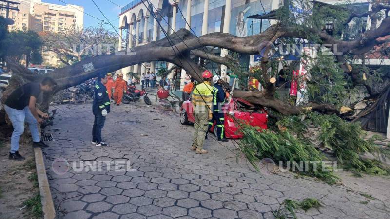 Personal de emergencia realiza labores para retirar el árbol caído.