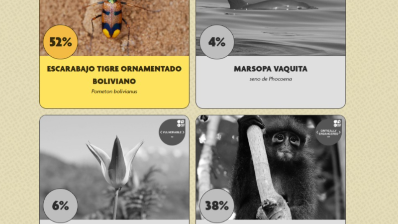 Votar por el escarabajo tigre ornamentado boliviano