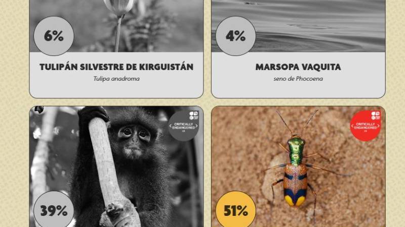 Escarabajo boliviano