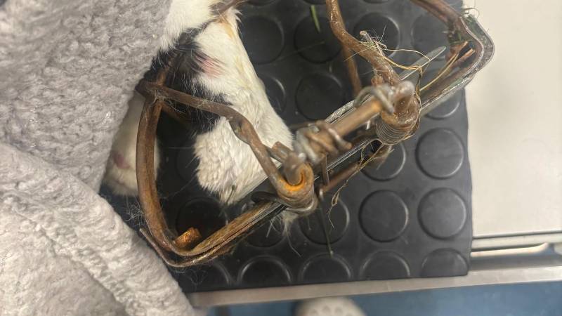 La trampa en la que cayó Bobby 