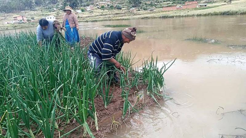 Los cultivos de cebolla que quedaron bajo el agua en Puerto Acosta. 