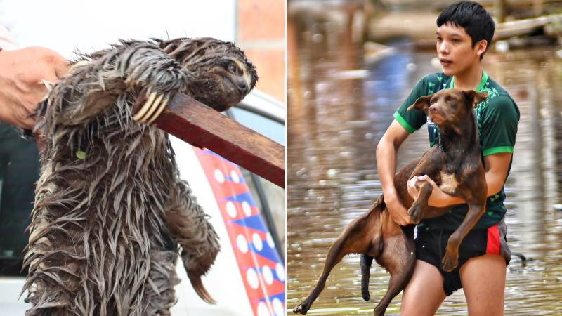 Rescae de un oso perezoso y una persona saca a su mascota de la inundación.