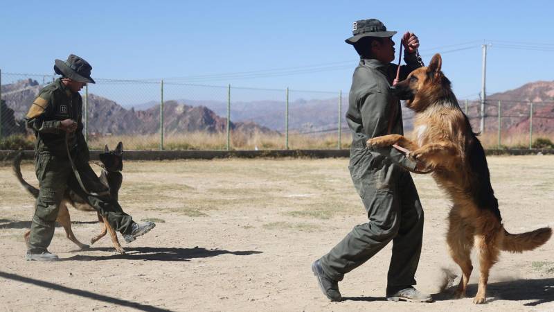 Euro y Daisha son tres de los 11 agentes caninos que recibieron un homenaje especial después de más de seis años de ser parte de la Policía de Bolivia, en ocasión de celebrar la fiesta de San Roque, el patrono católico de los perros. EFE/ Luis Gandarillas 