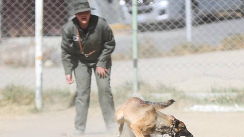 Uno de los canes realiza un ejercicio en la demostración.