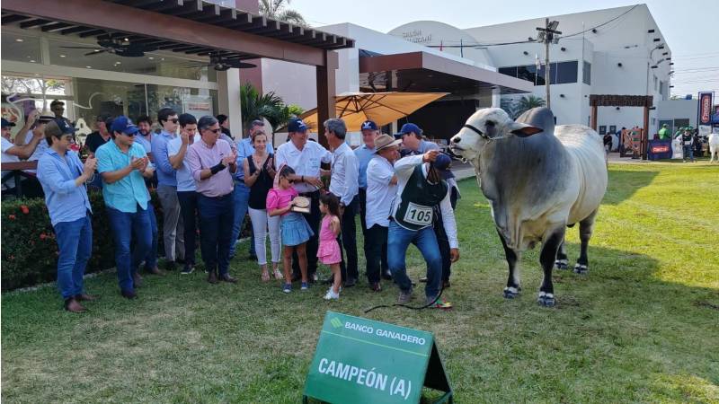 El domingo pasado, Poseidón fue premiado como el gran campeón de la raza Nelore Mocho, en Expocruz