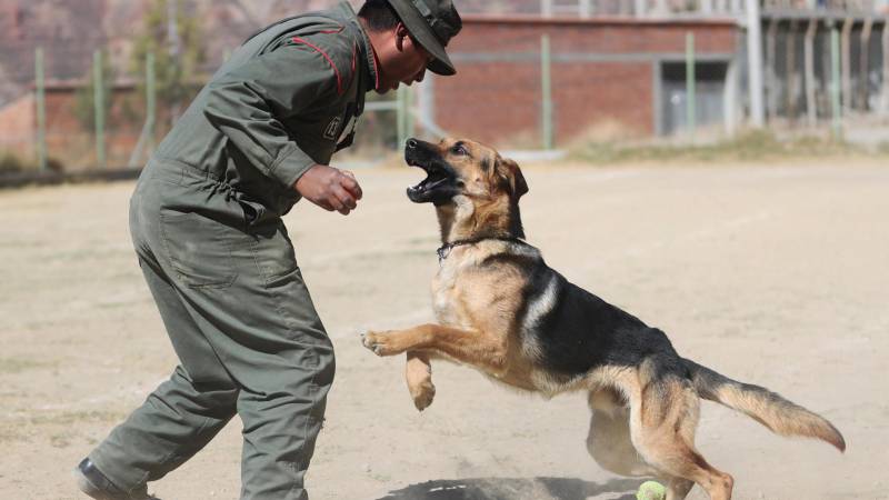 Otra escena en la que un instructor entrena con un can policial.